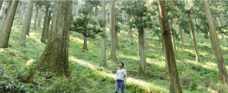 奈良の木の健康効果