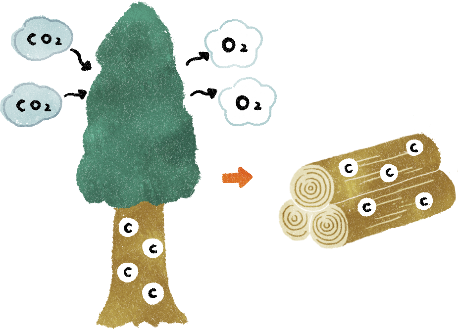 樹木は地球温暖化の原因となる二酸化炭素を吸収し、酸素を出して炭素を固定します