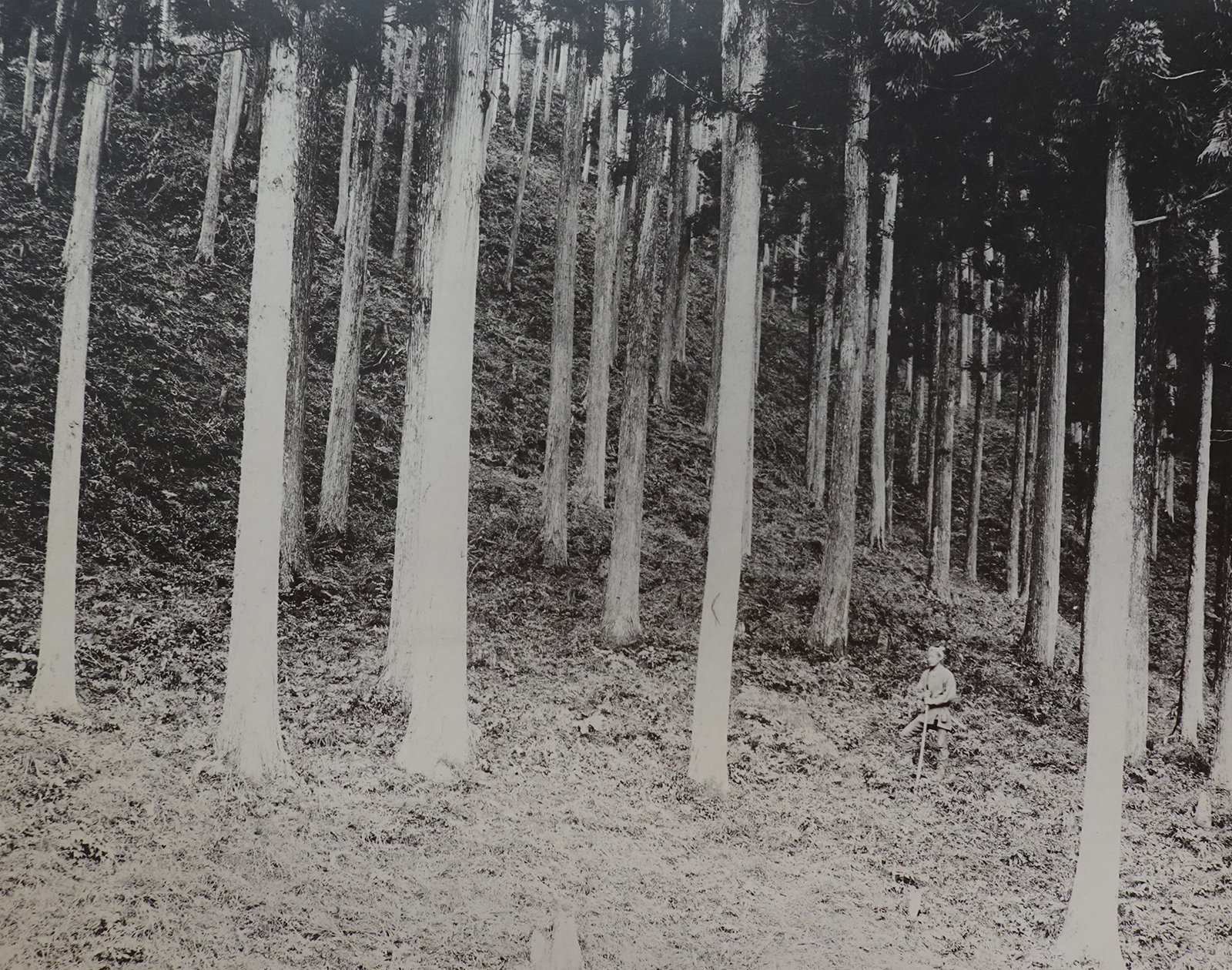 奈良の林業