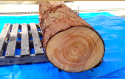 奈良の木の健康効果試験　原材料　ヒノキ
