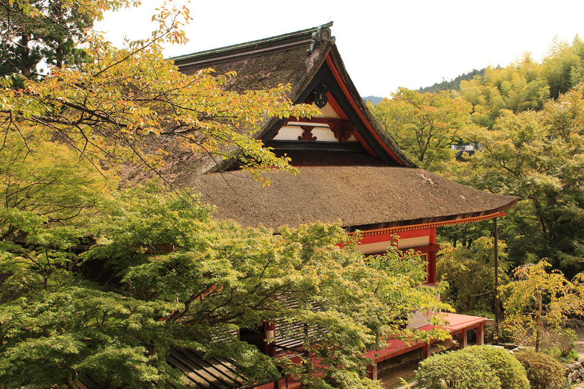 【フォトレポート】秋の息吹と、奈良の木々を巡る＜奈良の木ツアー＞が開催！