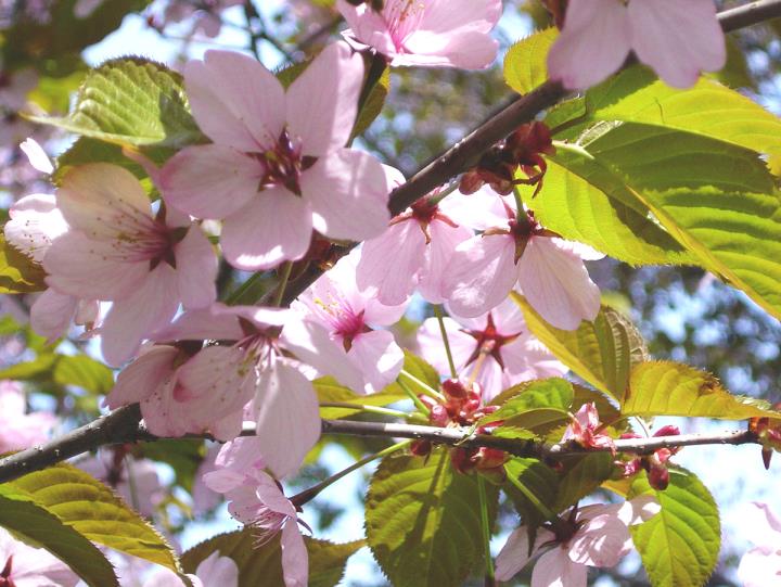 日本の春を感じよう。お花見や春のおでかけにおすすめのスポット8選！
