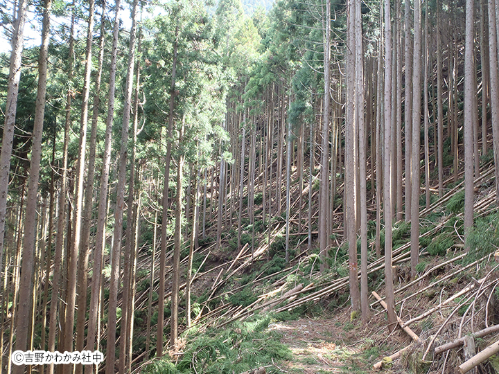 山に残された吉野杉を形あるものへ。『すぎ糸』で広がる未利用材の新しい可能性。