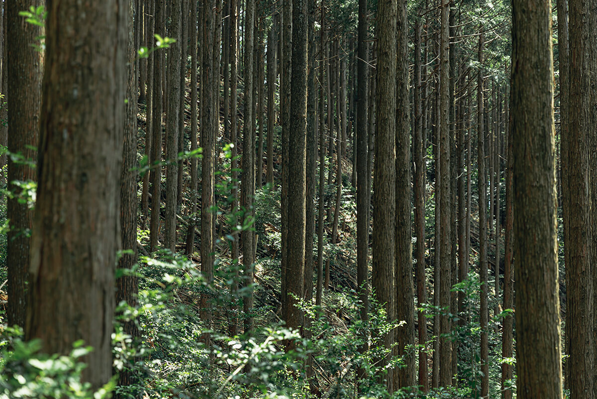 木の国にっぽんで約500年続いてきた奈良の林業を支える若手に聞く「今とこれから」