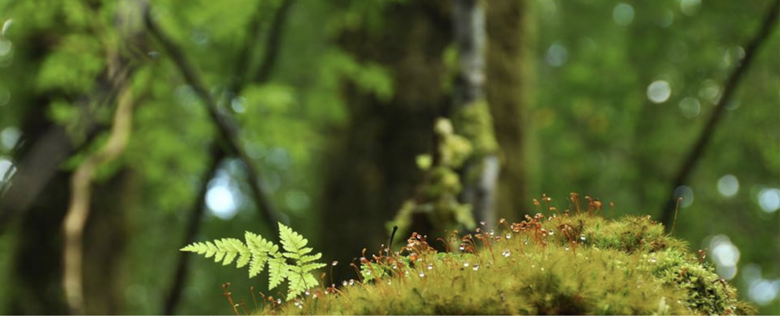 吉野の山が育む産物＜奈良の木マルシェ～山からのおくりもの～＞が開催決定！