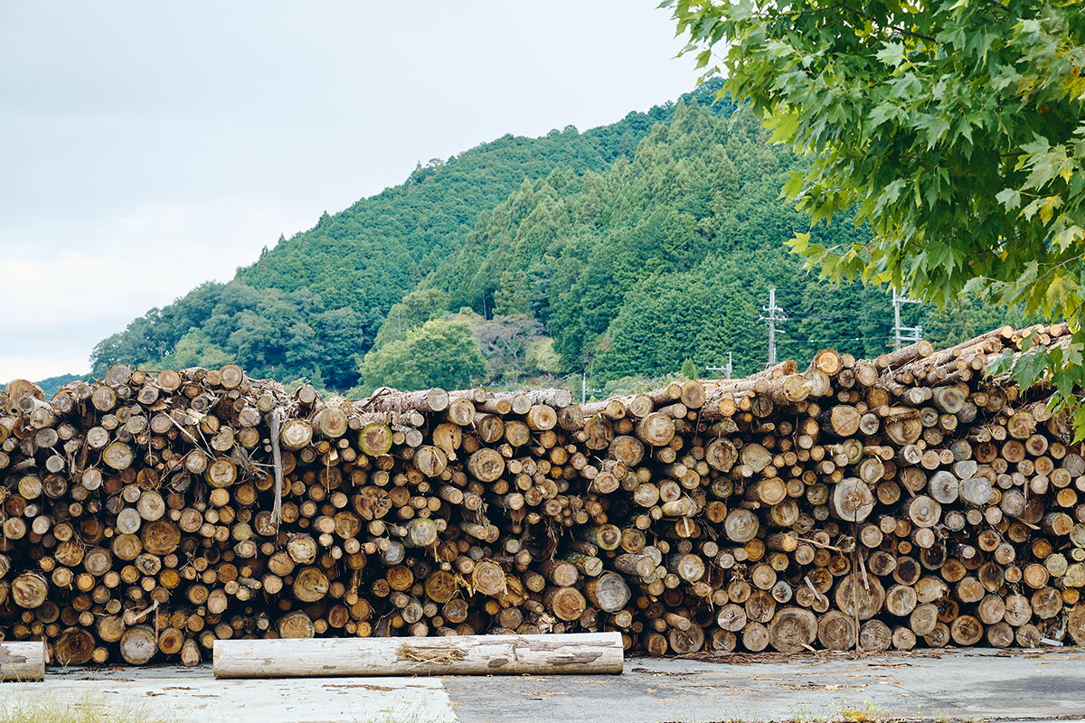 三⼾なつめさんと歩く、木のまち吉野を五感で感じた『よしのウッドフェス2025』レポート